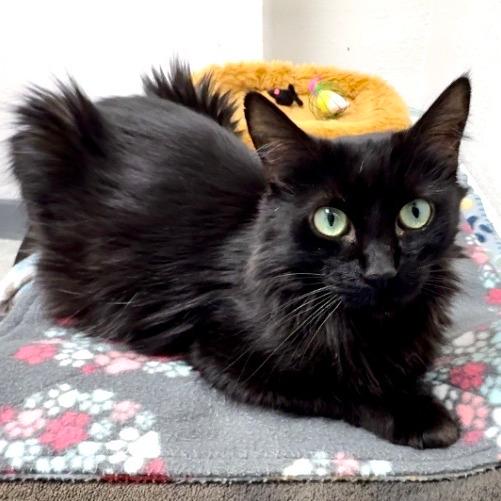 Enlarge Minerva, a Adoptable Domestic Medium Hair in Pleasant Hill, CA image 4/6