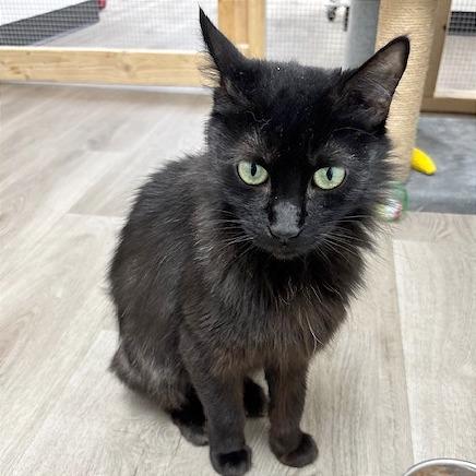 Enlarge Minerva, a Adoptable Domestic Medium Hair in Pleasant Hill, CA image 5/6