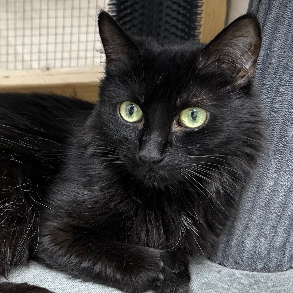 Enlarge Minerva, a Adoptable Domestic Medium Hair in Pleasant Hill, CA image 5/6