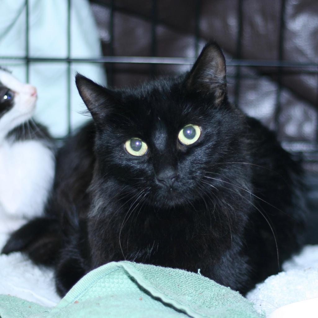 Minerva, a Adoptable Domestic Medium Hair in Pleasant Hill, CA image 3/6