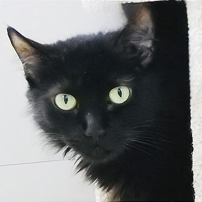 Minerva, a Adoptable Domestic Medium Hair in Pleasant Hill, CA image 4/6