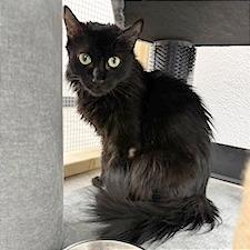 Minerva, a Adoptable Domestic Medium Hair in Pleasant Hill, CA image 5/6
