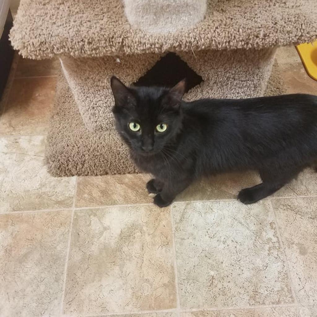 Minerva, a Adoptable Domestic Medium Hair in Pleasant Hill, CA image 6/6