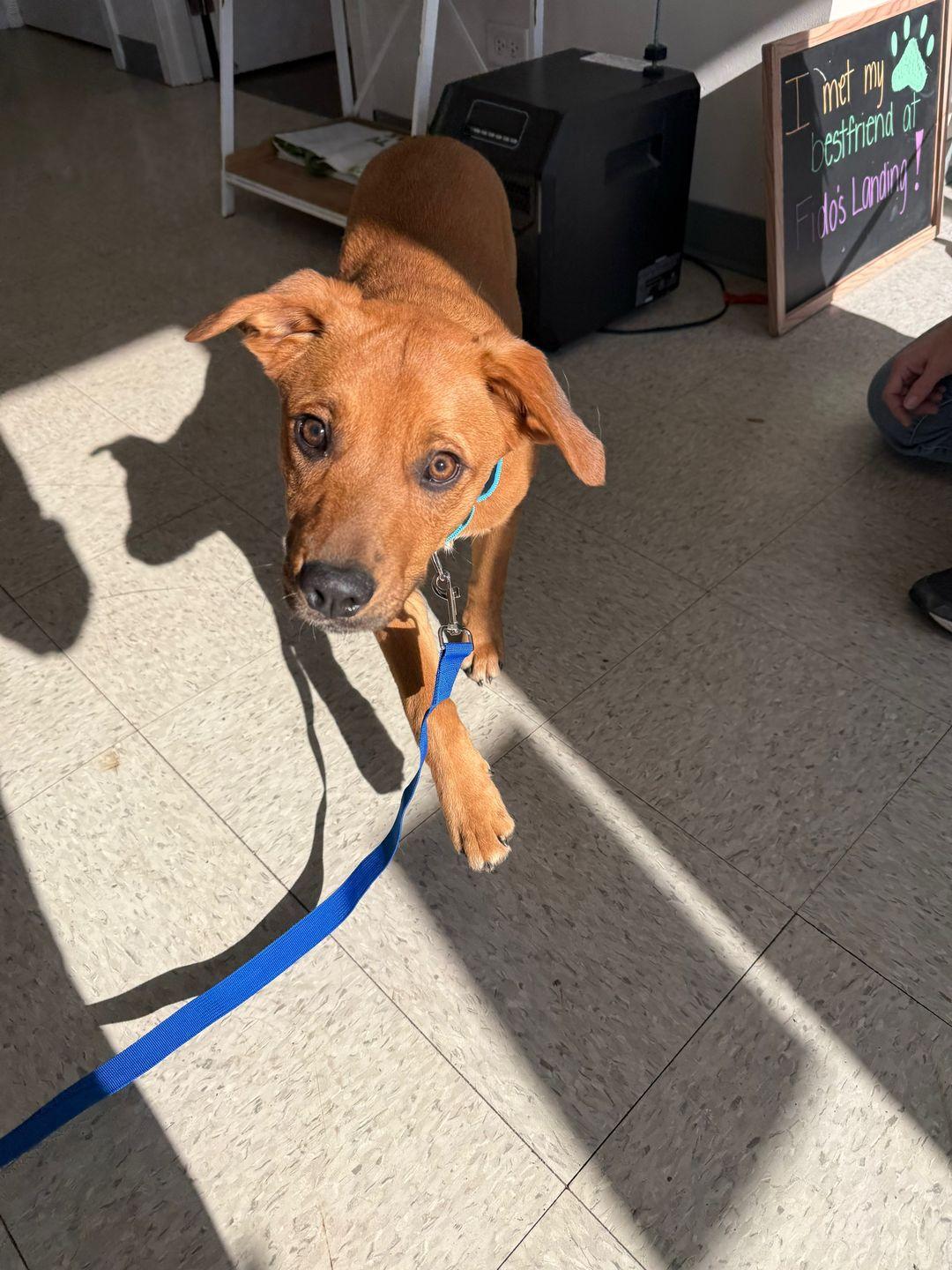Tony , a Adoptable mixed breed in Homewood, IL image 2/2