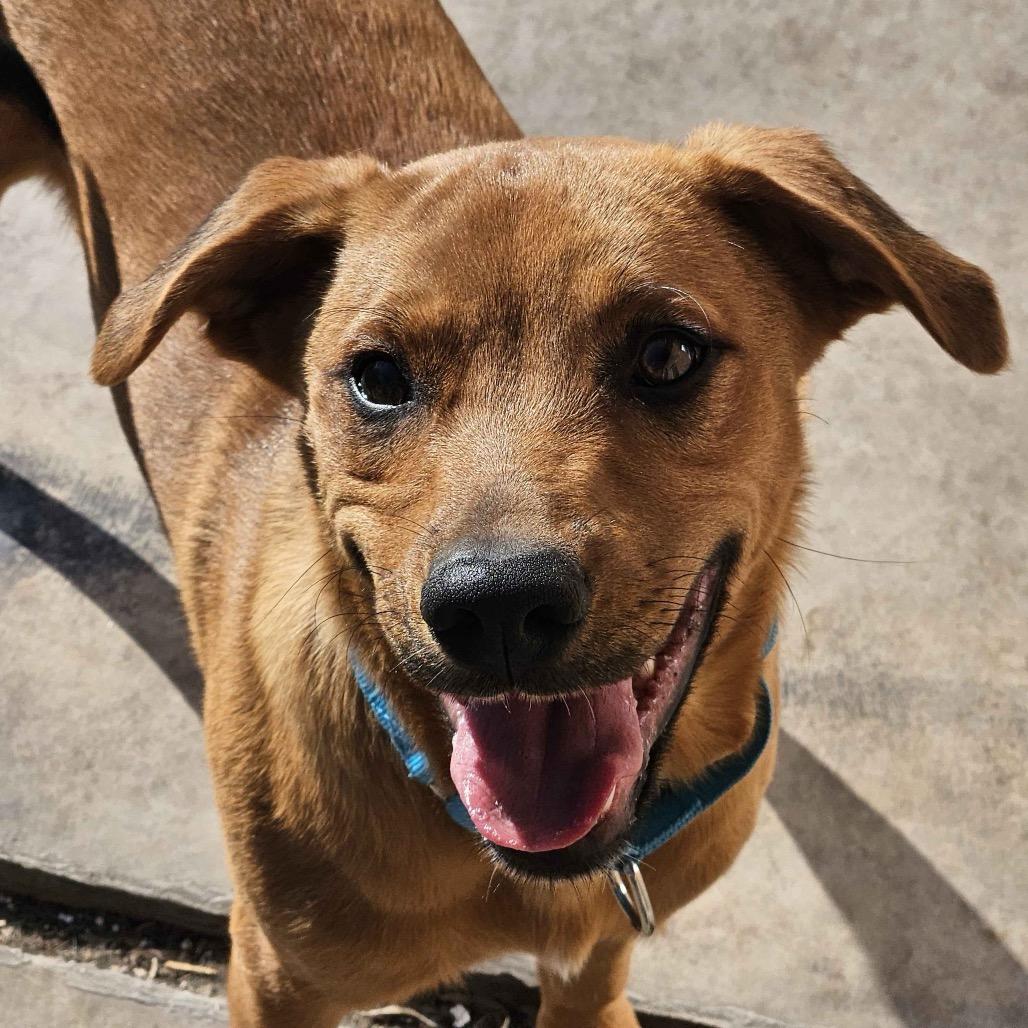 Tony , a Adoptable mixed breed in Homewood, IL image 1/2