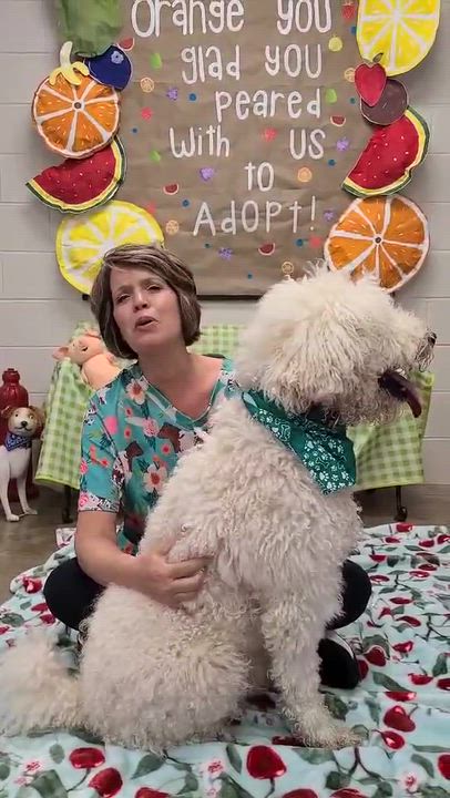 Enlarge Elon, a ADOPTABLE mixed breed in Woolwich, ME video 3/3
