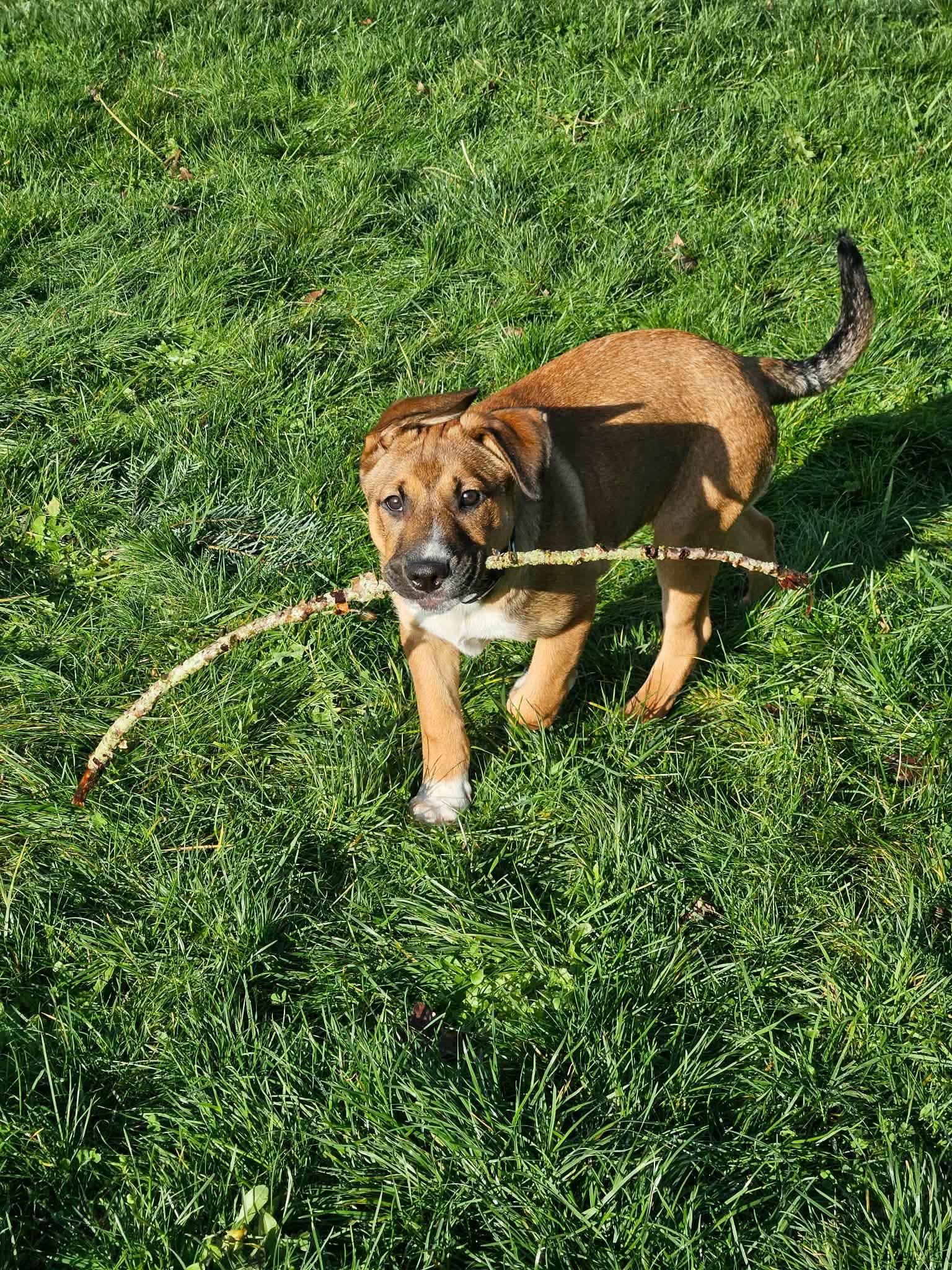 Finn, Adoptable, Puppy Male German Shepherd Dog.