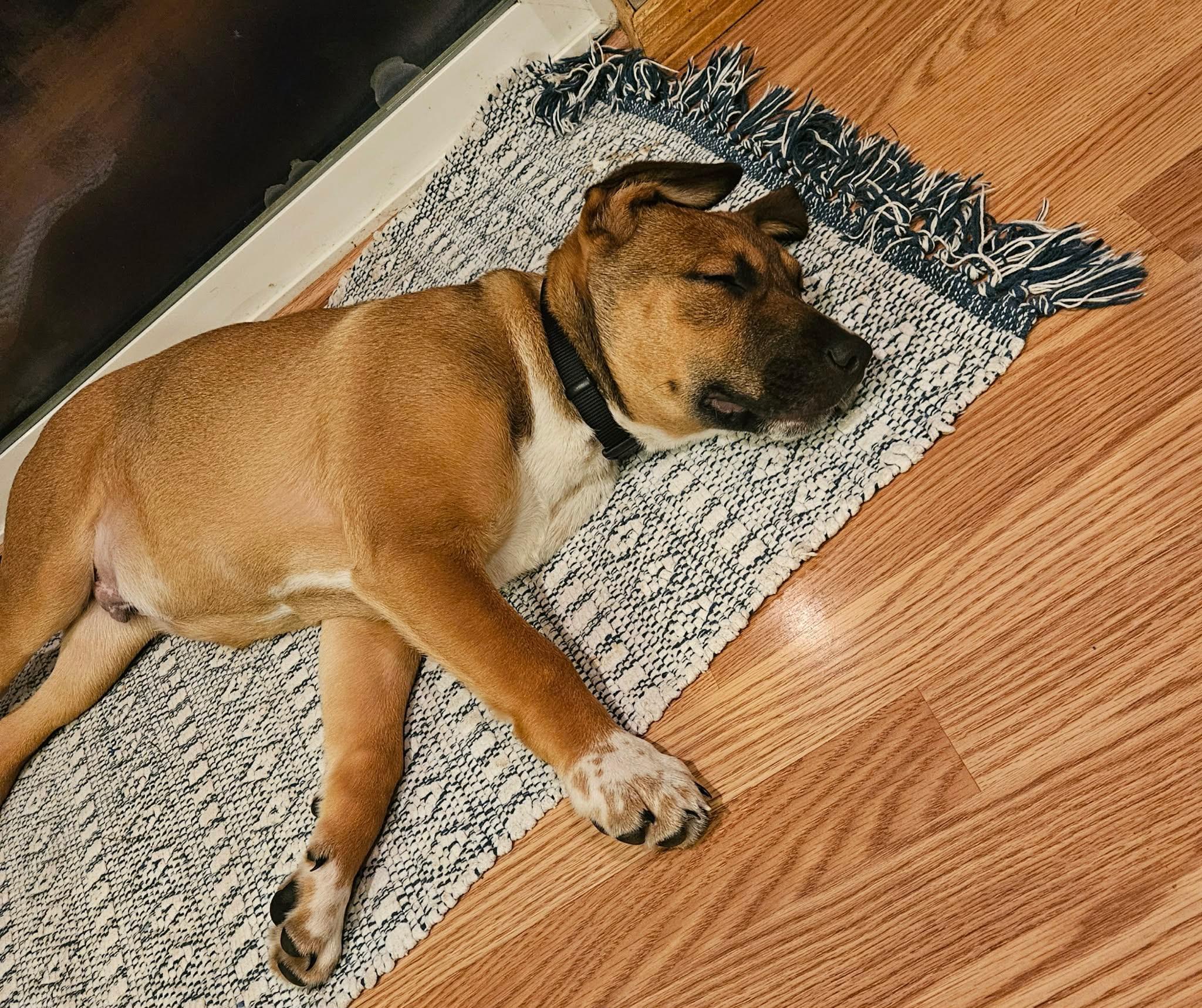 Finn, an adopted mixed breed in Oakville, WA image 4/6