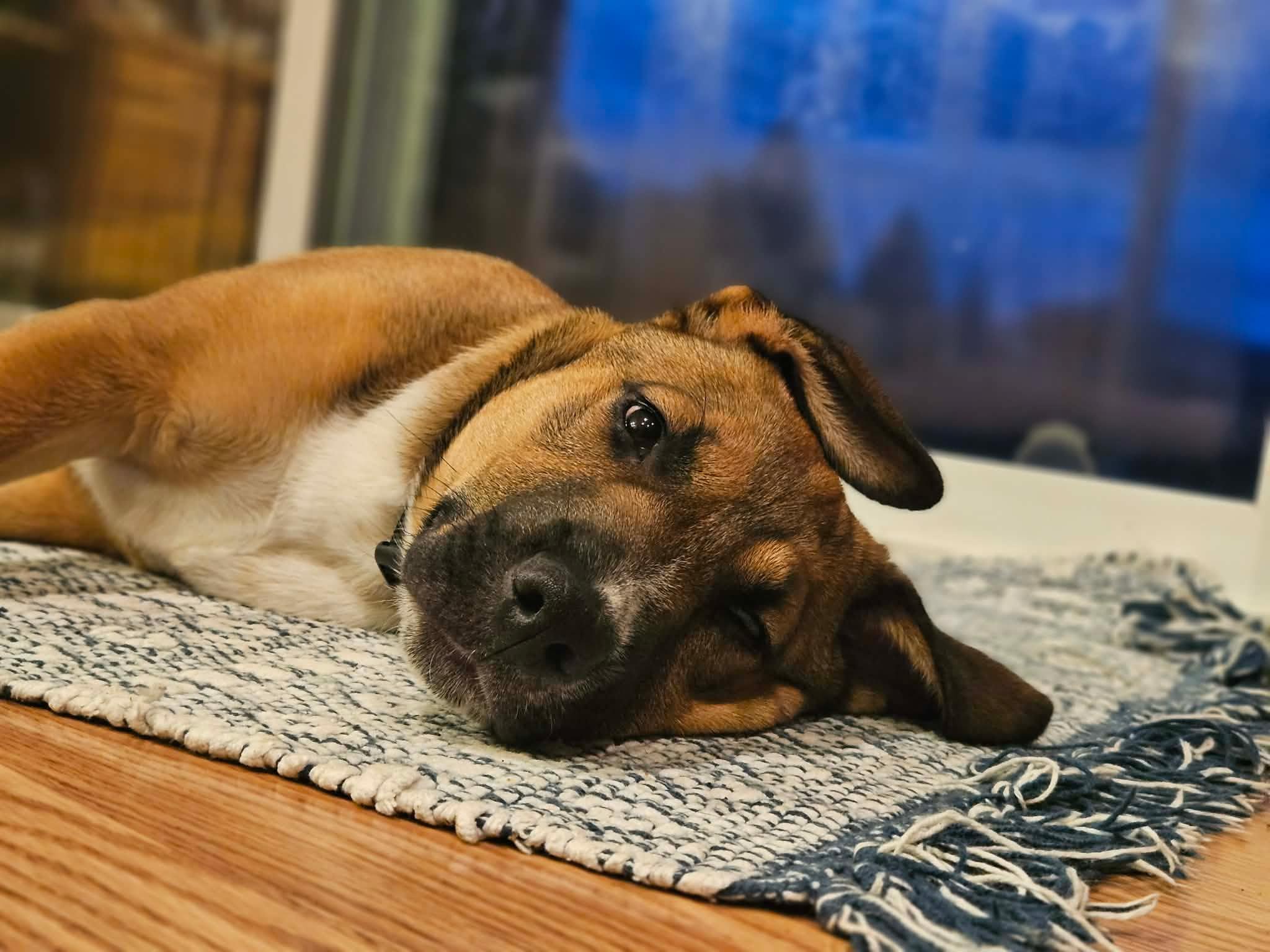 Finn, an adopted mixed breed in Oakville, WA image 2/6