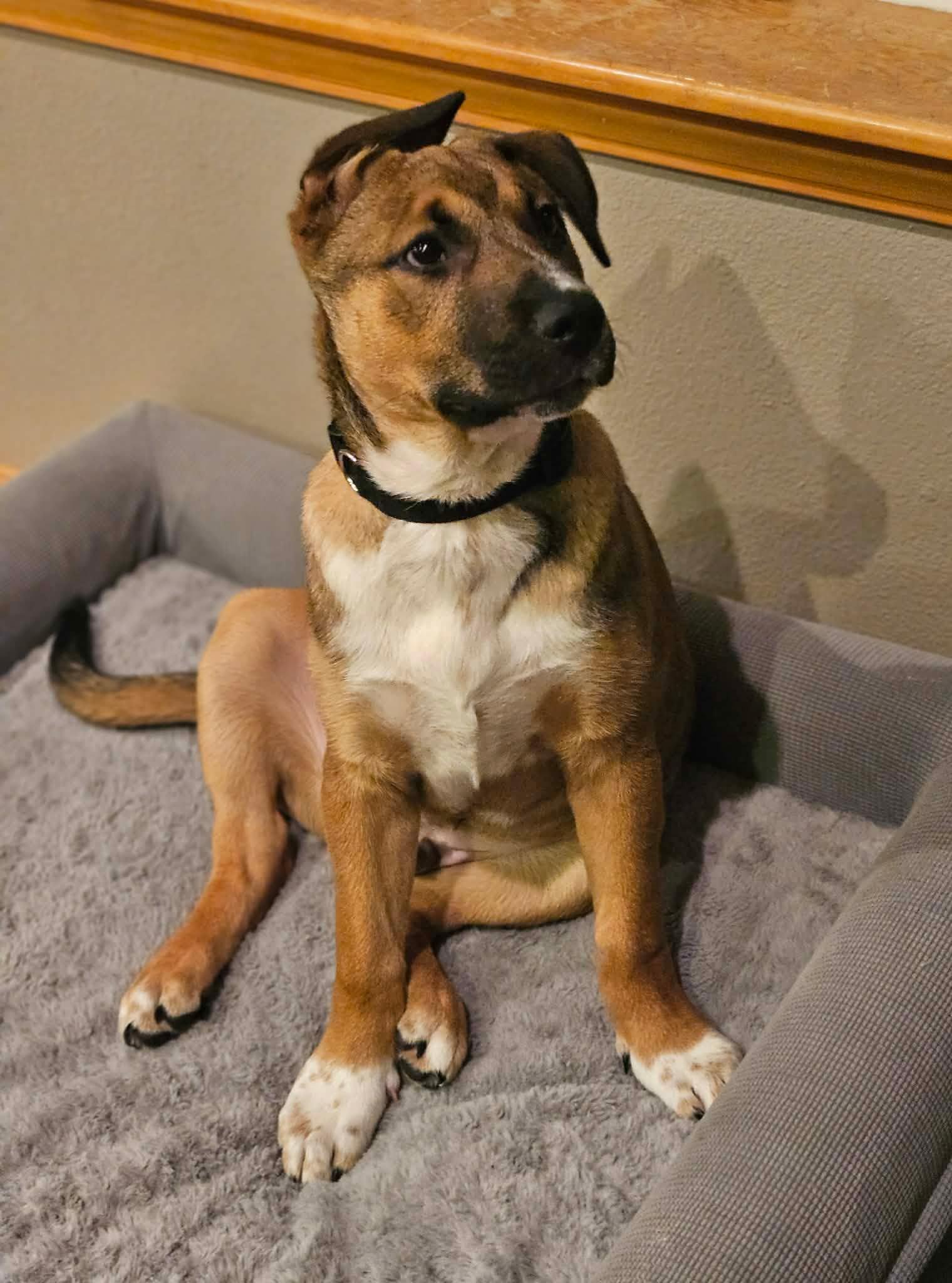 Finn, an adopted mixed breed in Oakville, WA image 5/6