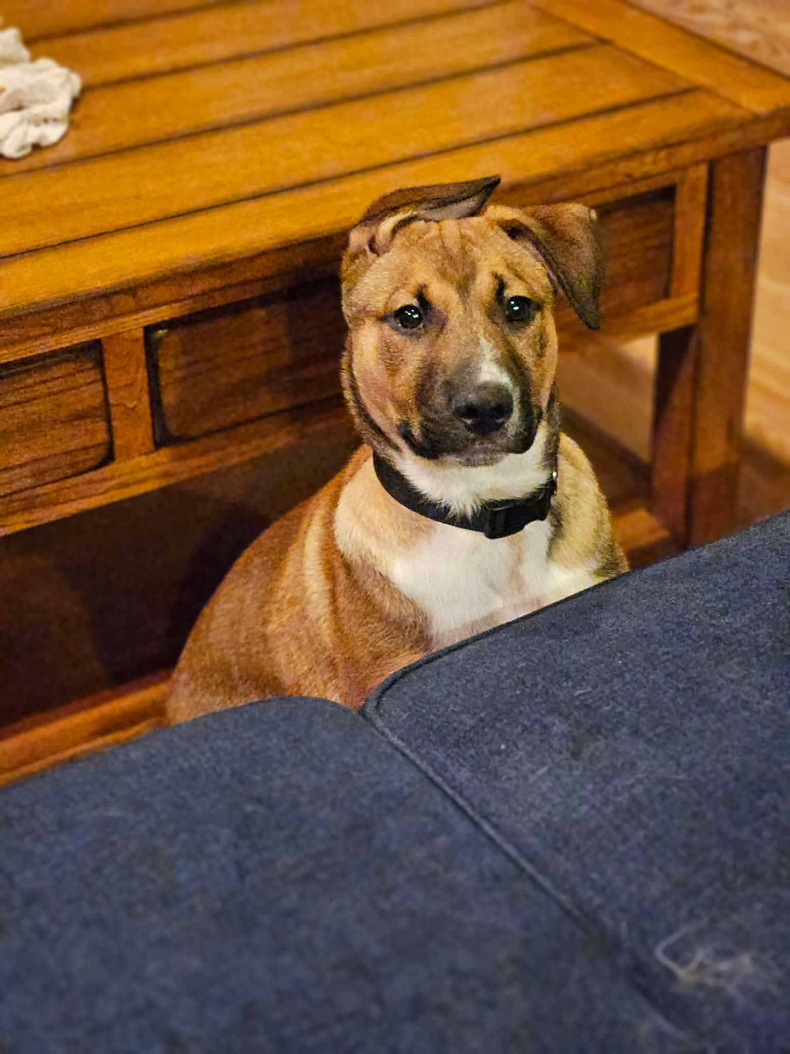 Finn, an adopted mixed breed in Oakville, WA image 3/6