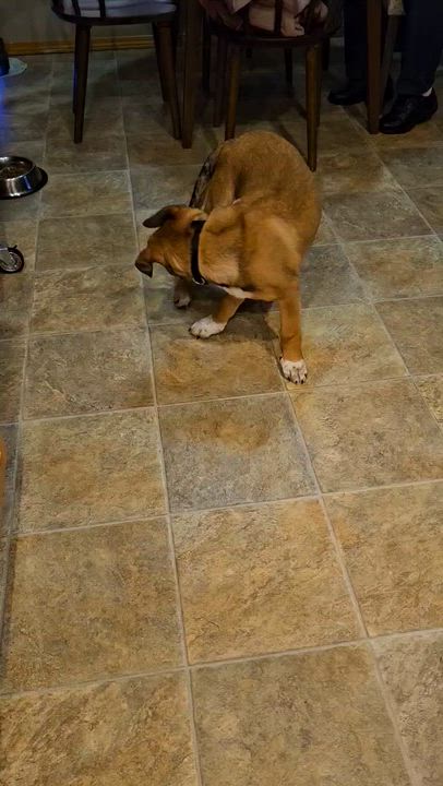 Enlarge Finn, an adopted mixed breed in Oakville, WA video 6/6