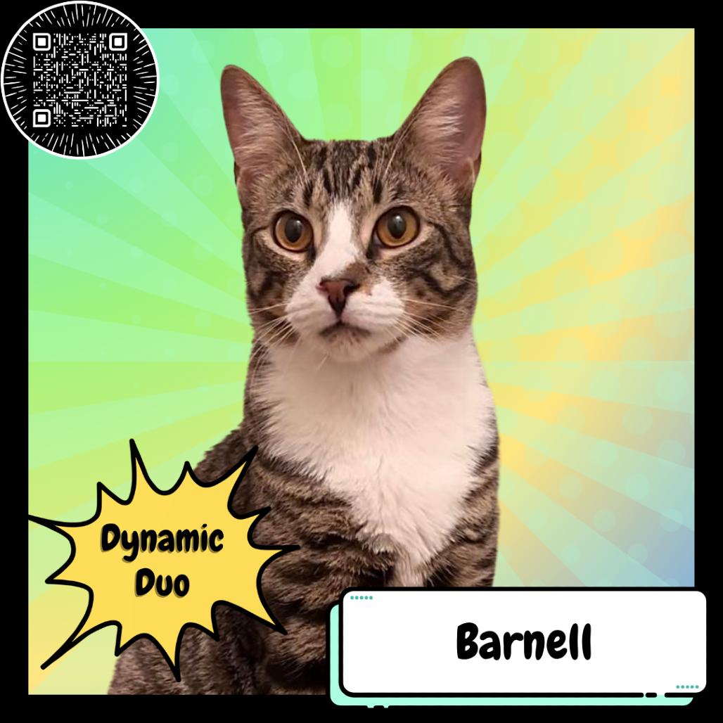 Enlarge Barney & Angel, a Adoptable Domestic Short Hair in Suisun City, CA image 1/4