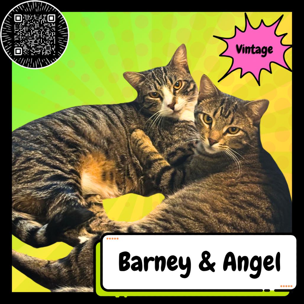 Enlarge Barney & Angel, a Adoptable Domestic Short Hair in Suisun City, CA image 2/4