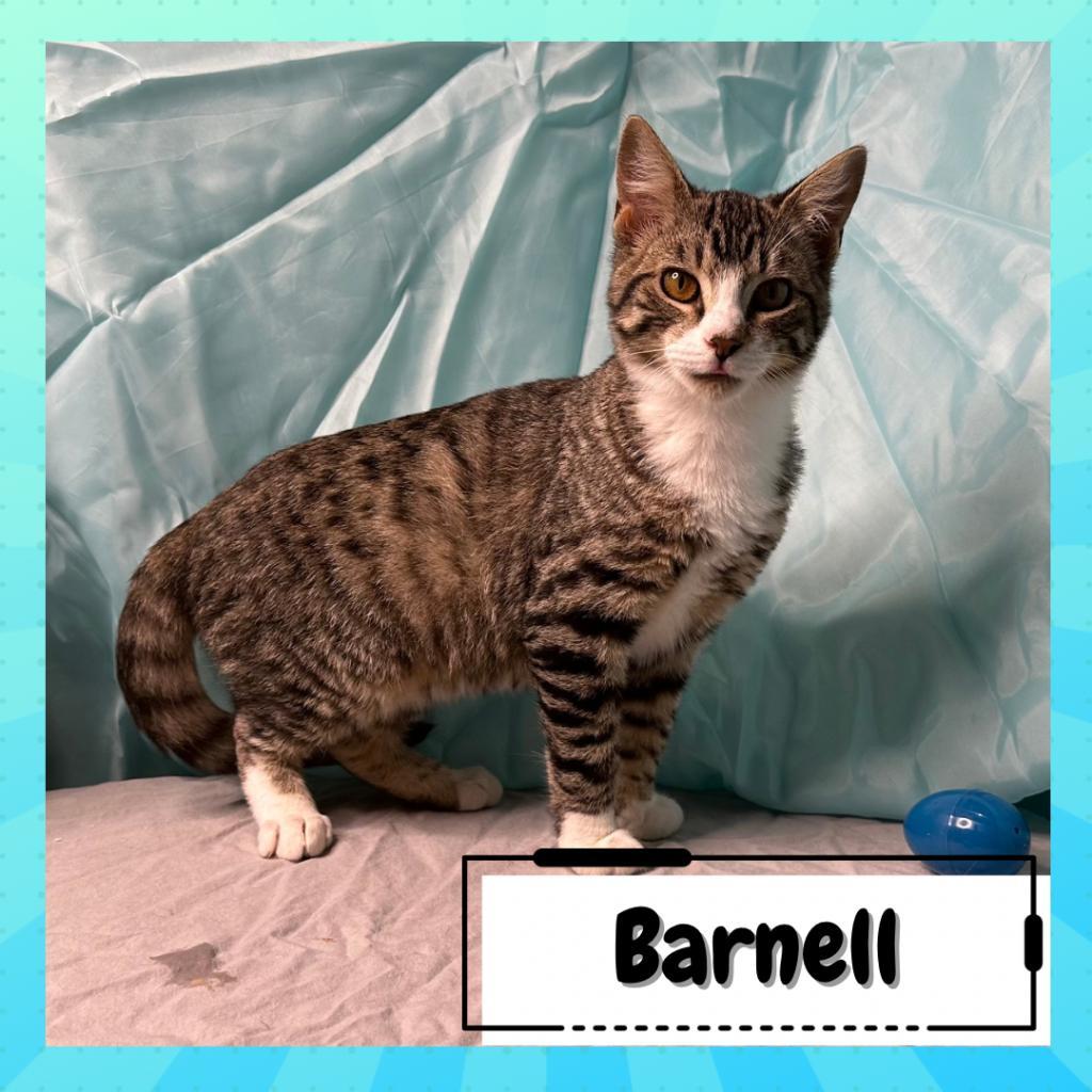 Enlarge Barney & Angel, a Adoptable Domestic Short Hair in Suisun City, CA image 3/4
