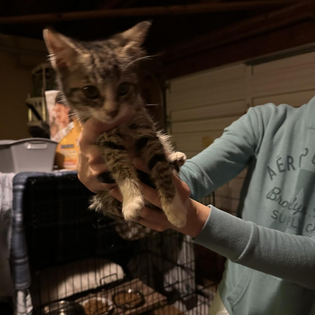 Enlarge Barney & Angel, a Adoptable Domestic Short Hair in Suisun City, CA image 4/4