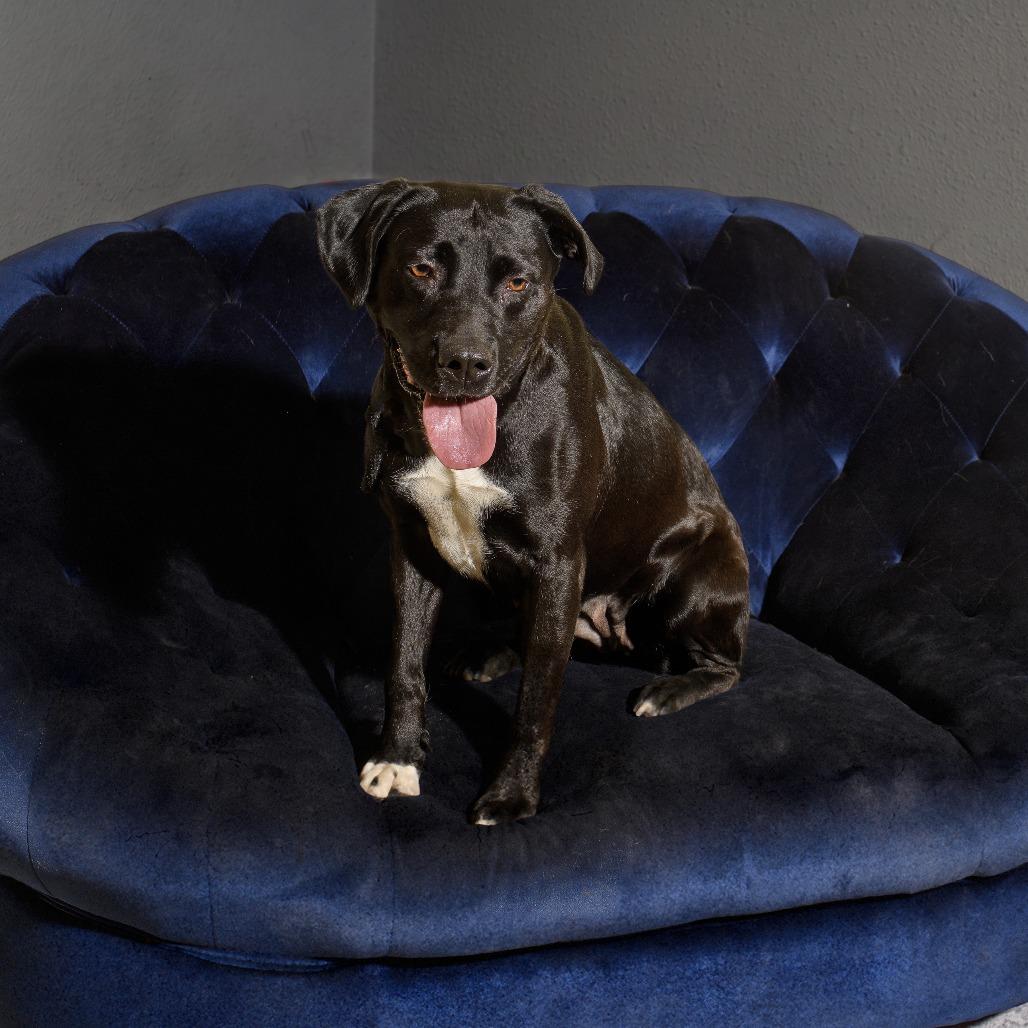 Enlarge Hurley, a Adoptable mixed breed in Weatherford, TX image 1/6