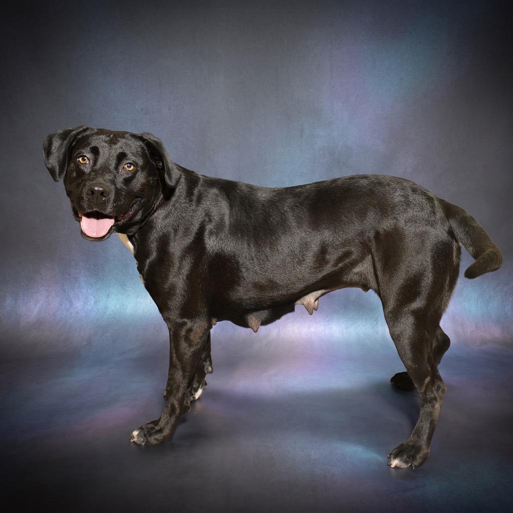 Enlarge Hurley, a Adoptable mixed breed in Weatherford, TX image 2/6