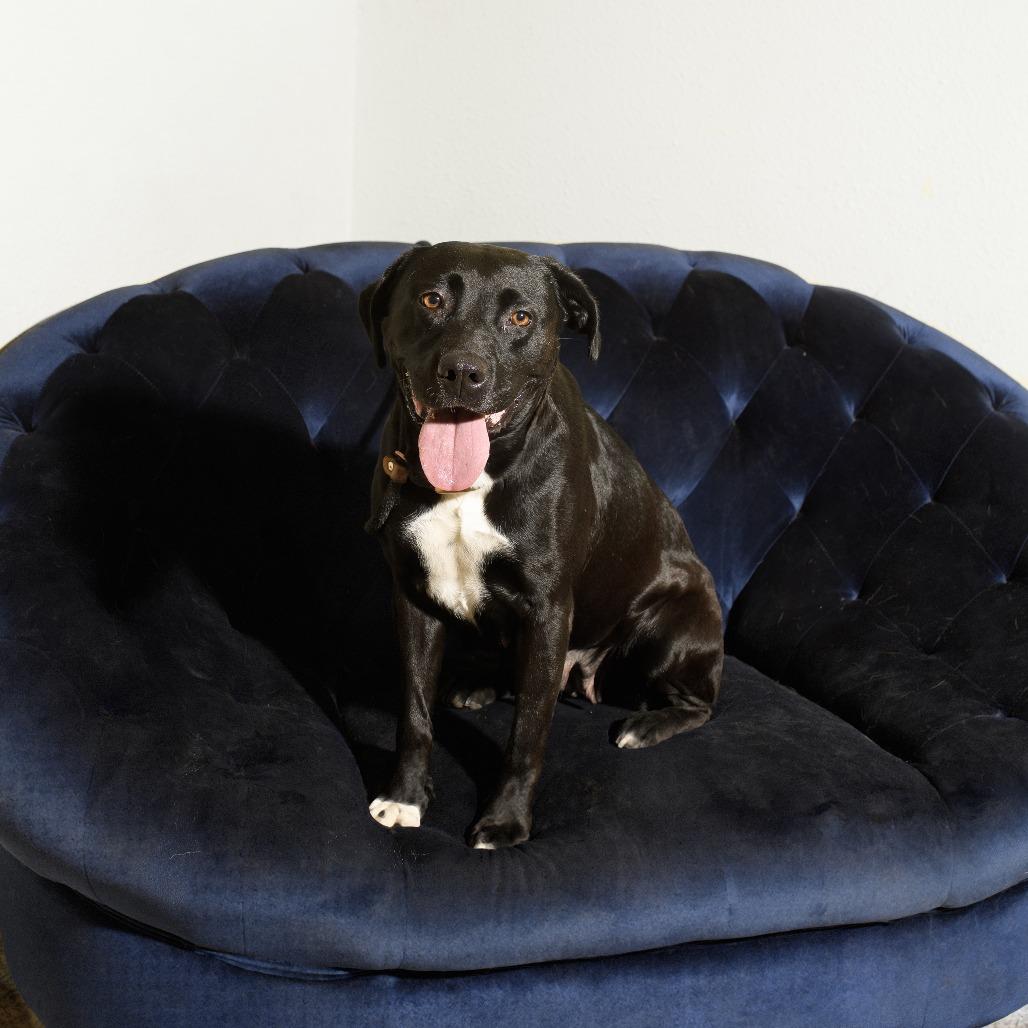 Enlarge Hurley, a Adoptable mixed breed in Weatherford, TX image 4/6
