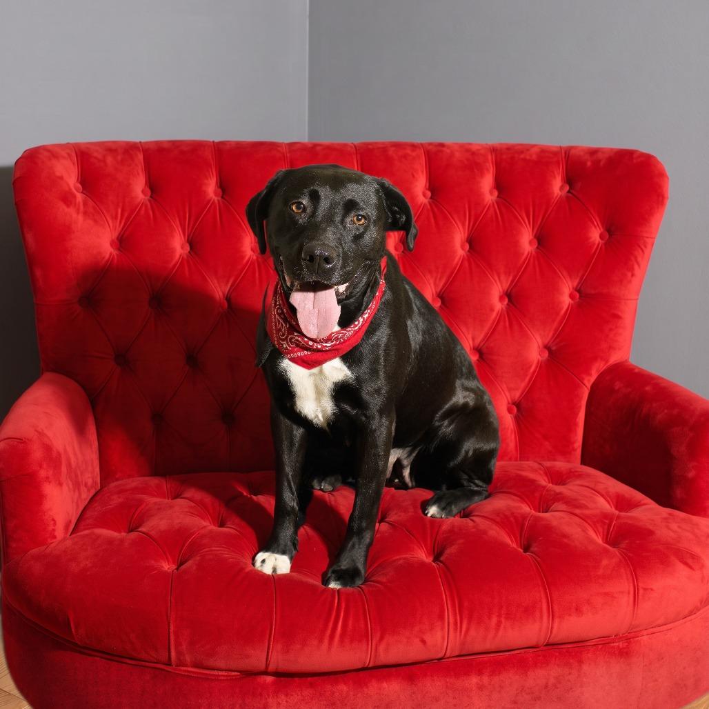 Enlarge Hurley, a Adoptable mixed breed in Weatherford, TX image 5/6