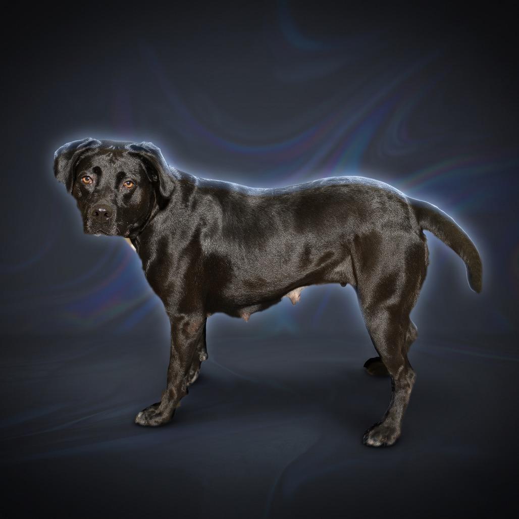 Enlarge Hurley, a Adoptable mixed breed in Weatherford, TX image 6/6