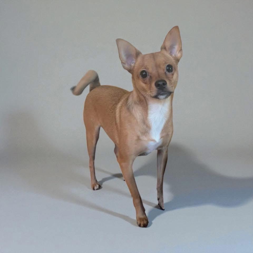 Enlarge Arlo, a Adoptable mixed breed in Lodi, CA image 2/5