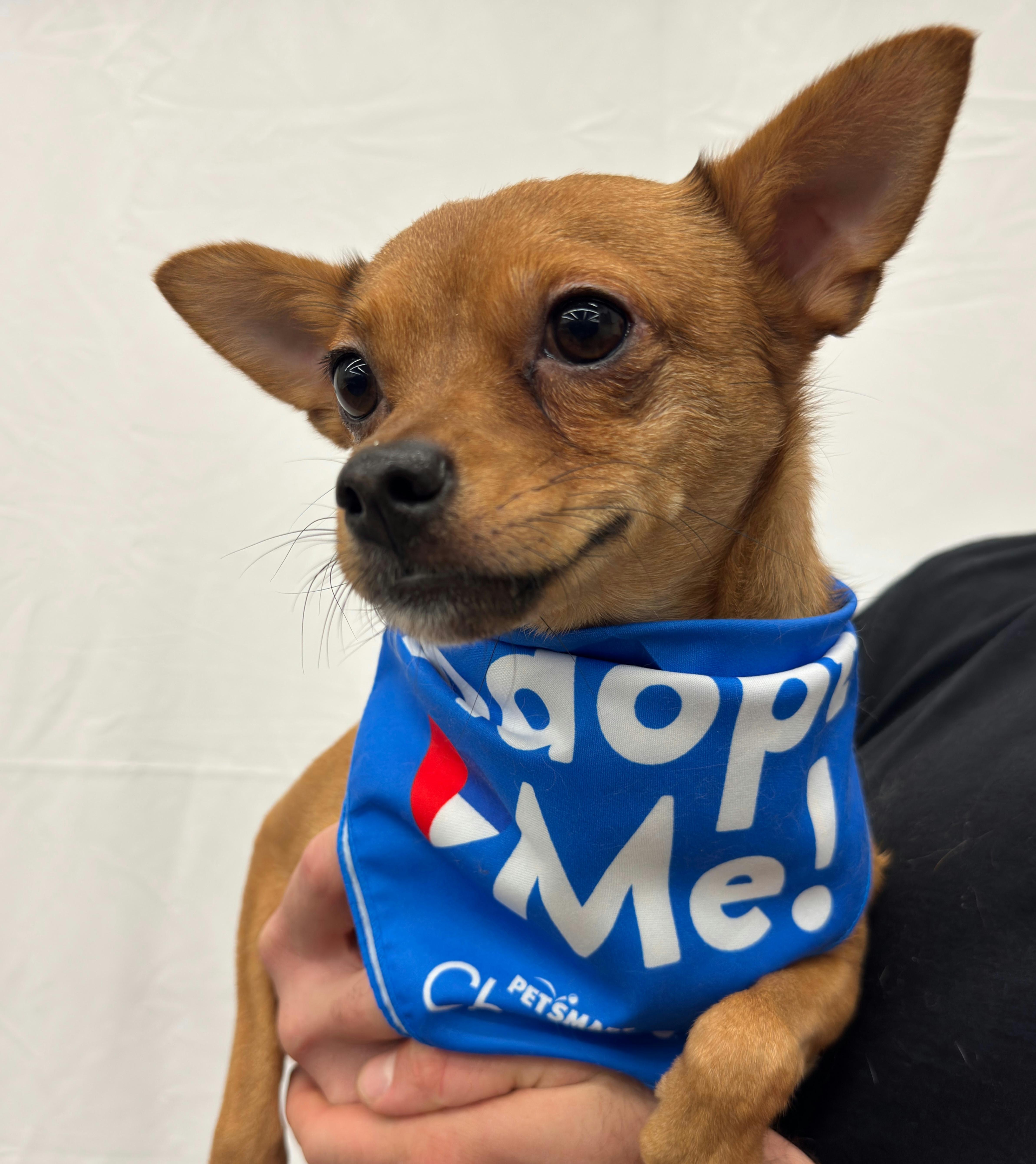 Enlarge Arlo, a Adoptable mixed breed in Lodi, CA image 5/5