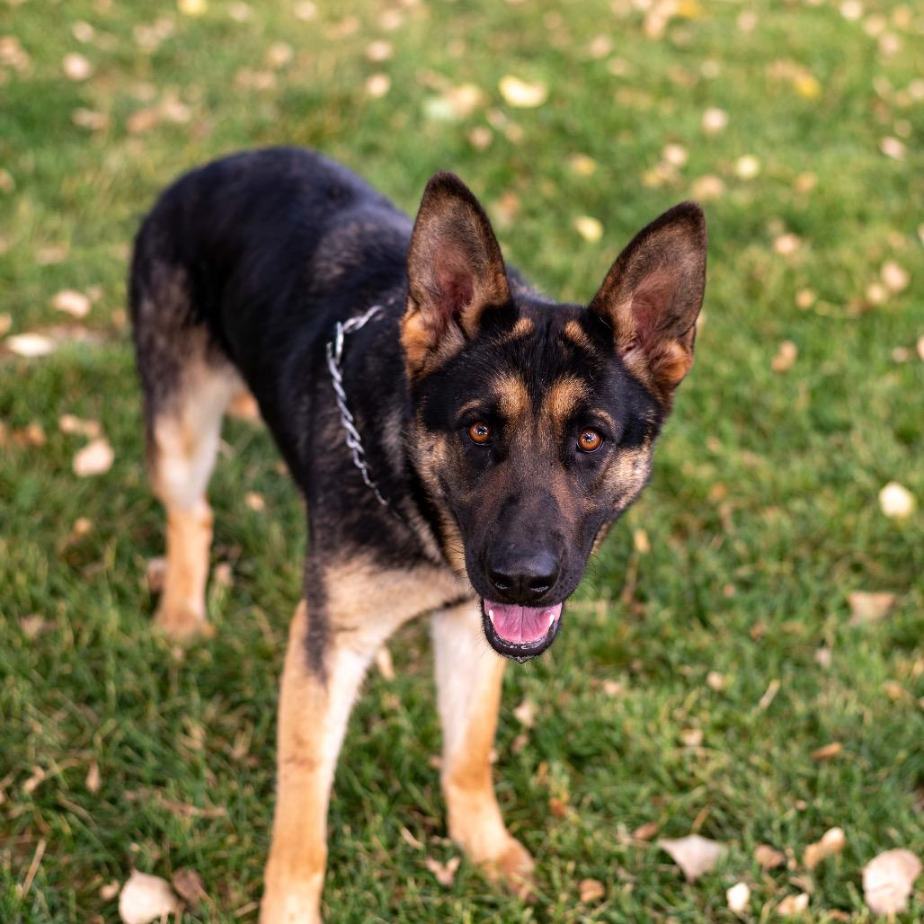 Gunnison Luna, Adoptable, Young Female German Shepherd Dog.