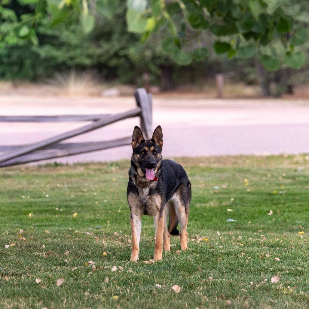 Enlarge Gunnison Luna, a Adoptable German Shepherd Dog in Lakewood, CO image 2/3