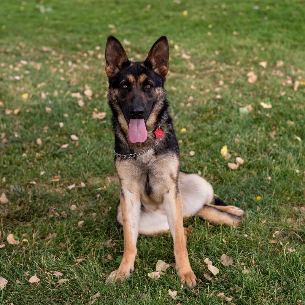 Enlarge Gunnison Luna, a Adoptable German Shepherd Dog in Lakewood, CO image 3/3