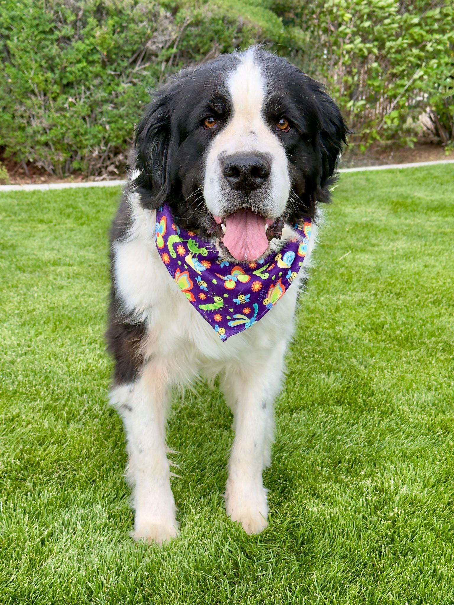 Enlarge Dolly, a ADOPTABLE Newfoundland Dog in Gardnerville, NV image 1/1