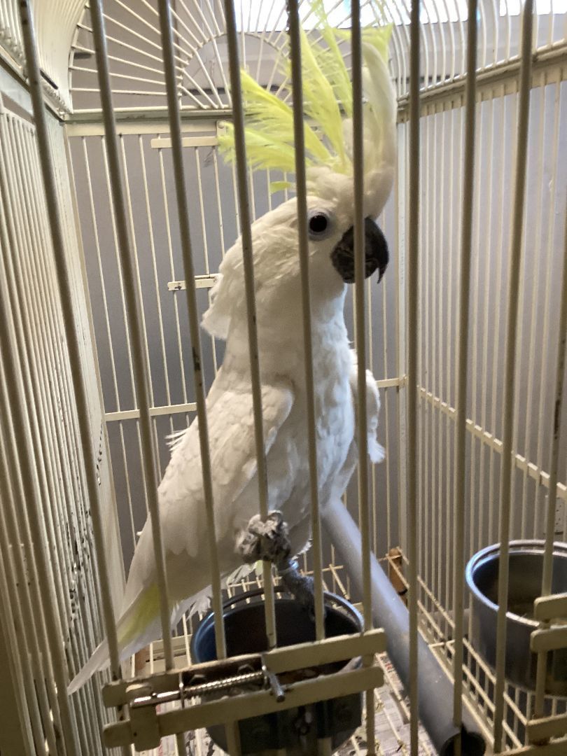 Giuseppe, a Adoptable Cockatoo in North Babylon, NY image 1/2