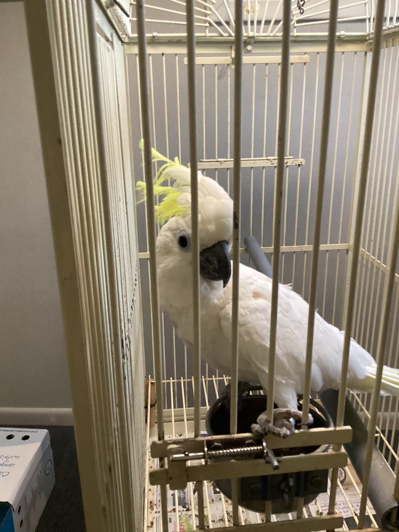 Giuseppe, a Adoptable Cockatoo in North Babylon, NY image 2/2