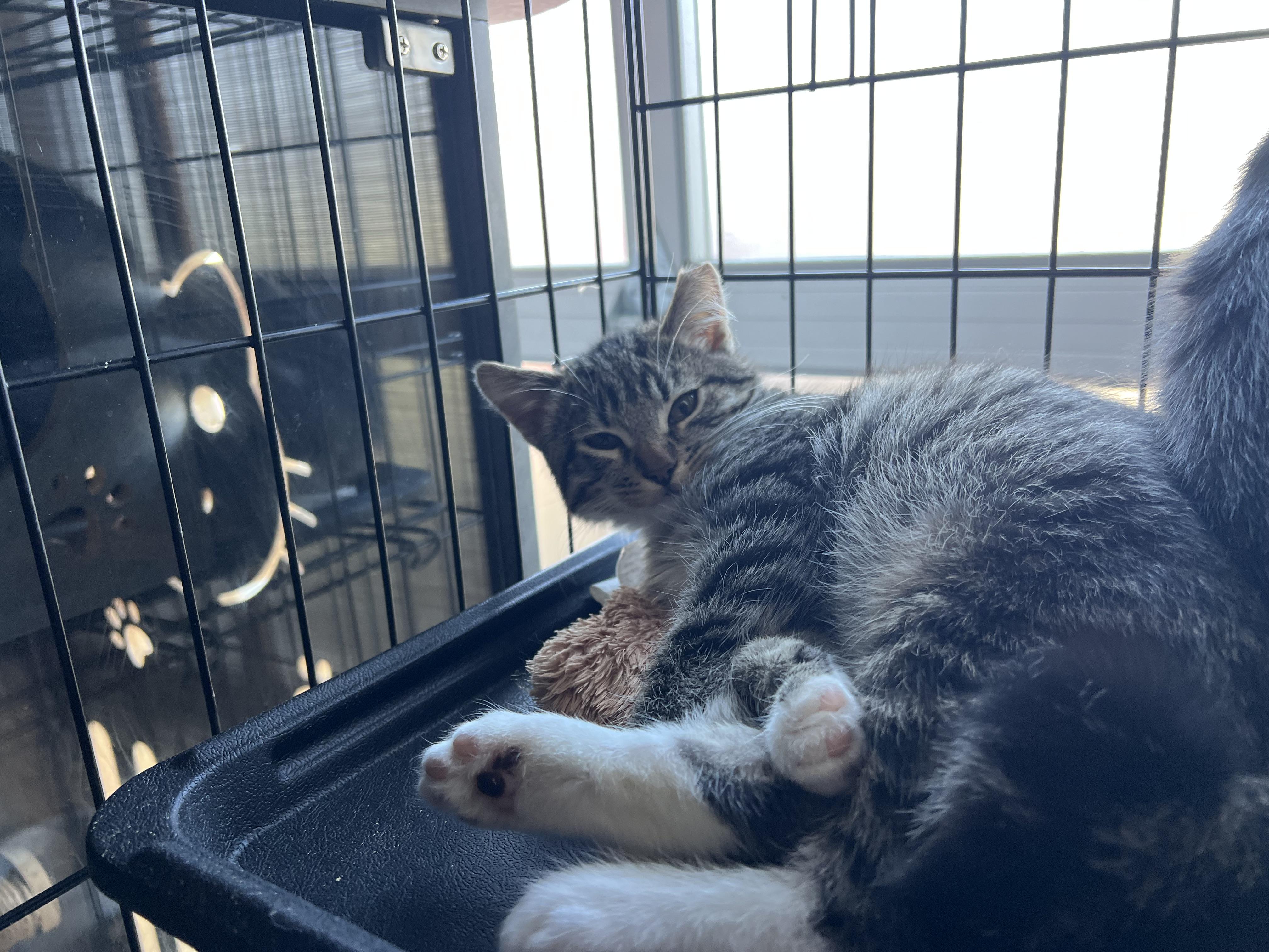 Boris, a Adoptable Tabby in South San Francisco, CA image 1/3