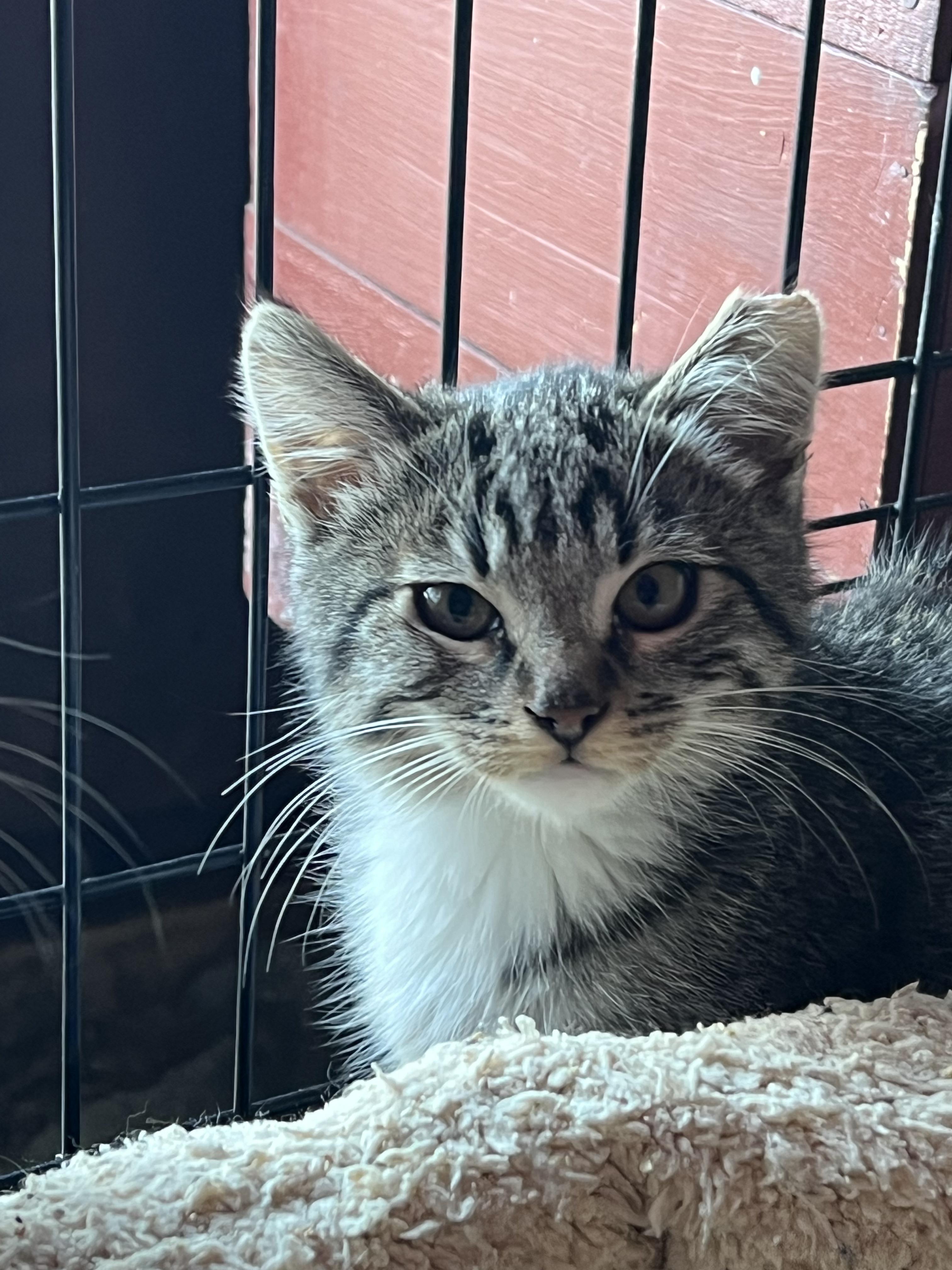 Boris, a Adoptable Tabby in South San Francisco, CA image 2/3