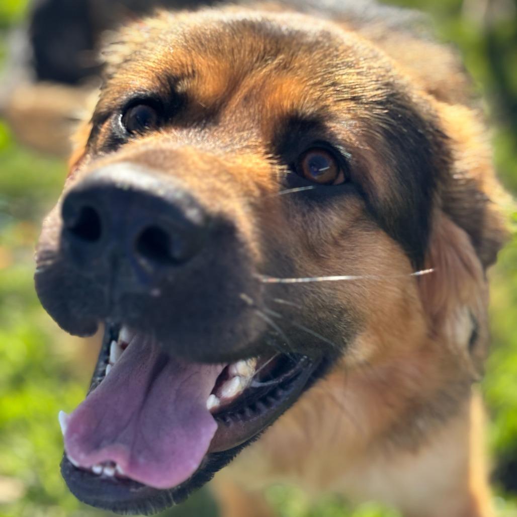 Bo, Adoptable, Young Male Mixed Breed.