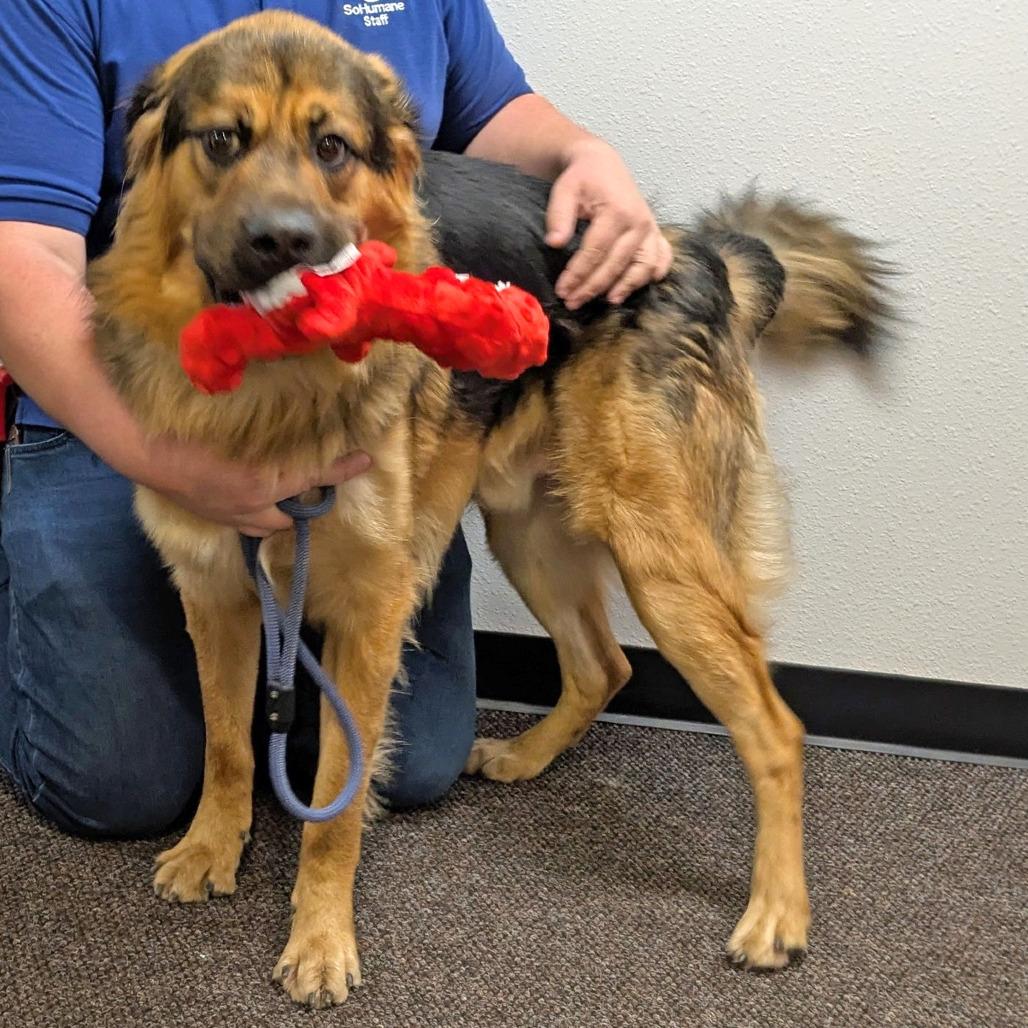Bo, a Adoptable Mixed Breed in Medford, OR image 2/4