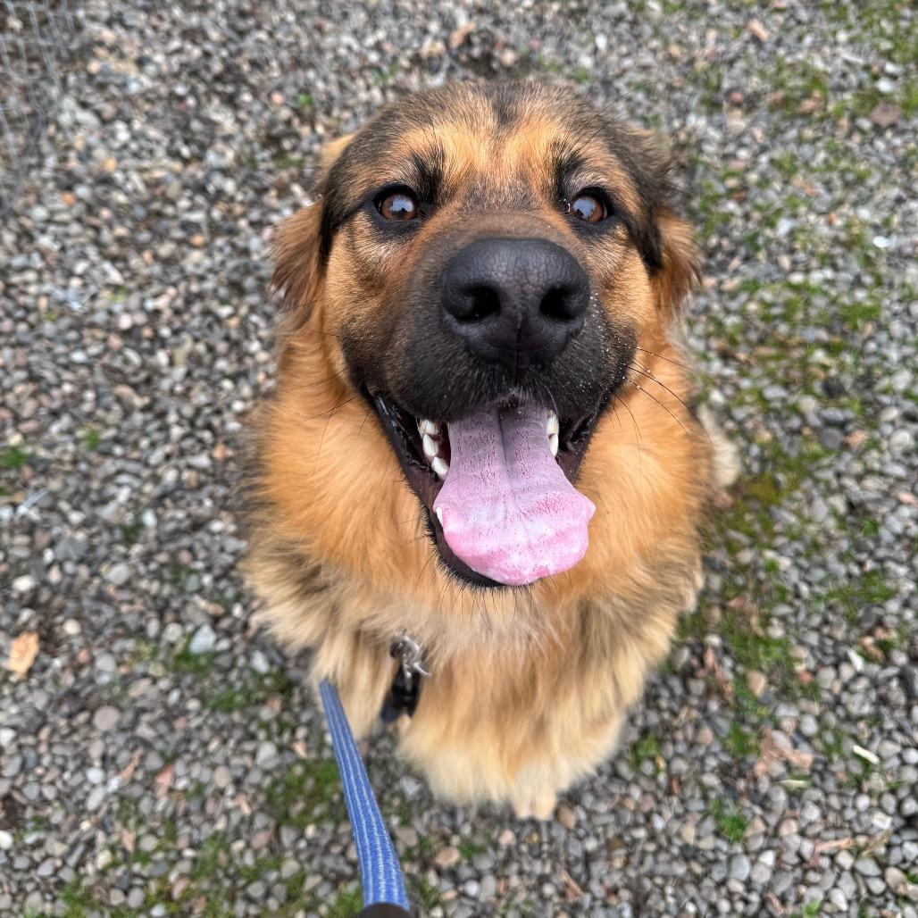 Bo, a Adoptable Mixed Breed in Medford, OR image 3/4