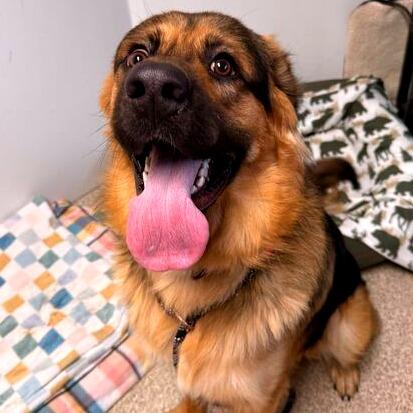 Bo, a Adoptable Mixed Breed in Medford, OR image 4/4