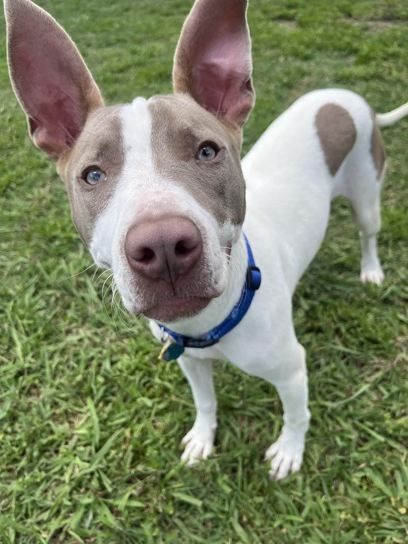 Enlarge Razor* A210987, a Adoptable Pit Bull Terrier in Plano, TX image 5/6