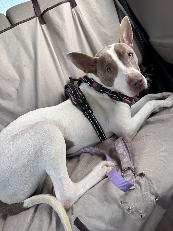 Enlarge Razor* A210987, a Adoptable mixed breed in Plano, TX image 6/6