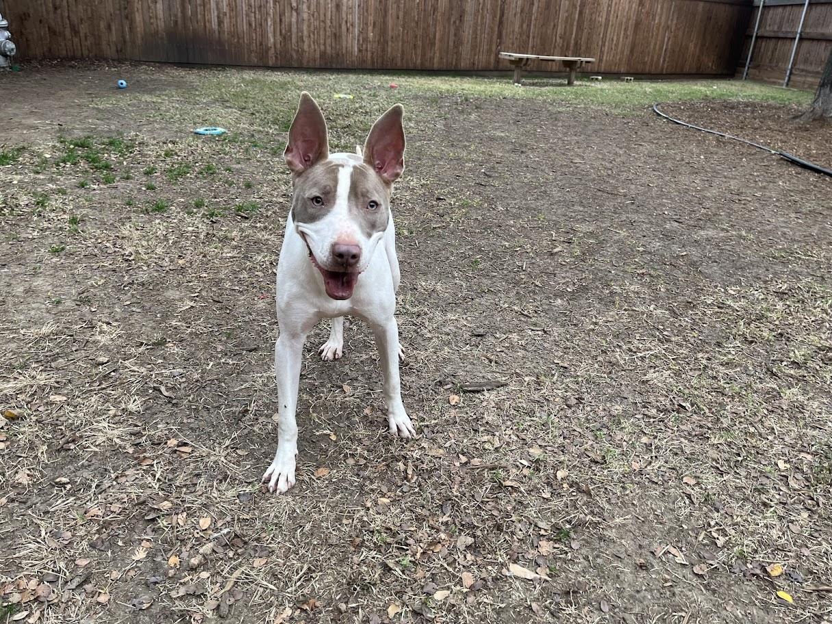 Razor* A210987, Adoptable, Young Male Pit Bull Terrier.