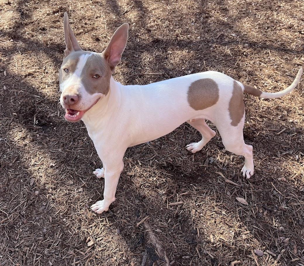 Enlarge Razor* A210987, a Adoptable mixed breed in Plano, TX image 2/6