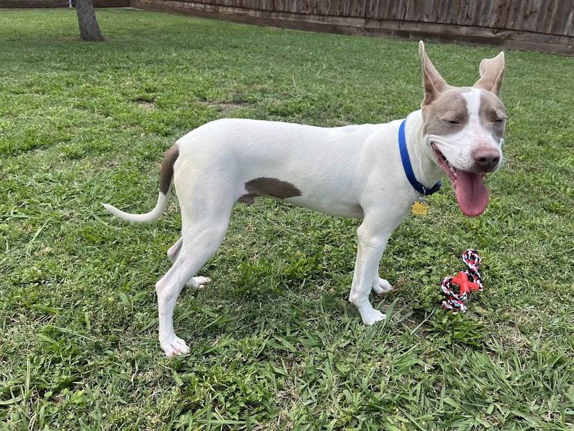 Enlarge Razor* A210987, a Adoptable Pit Bull Terrier in Plano, TX image 4/6