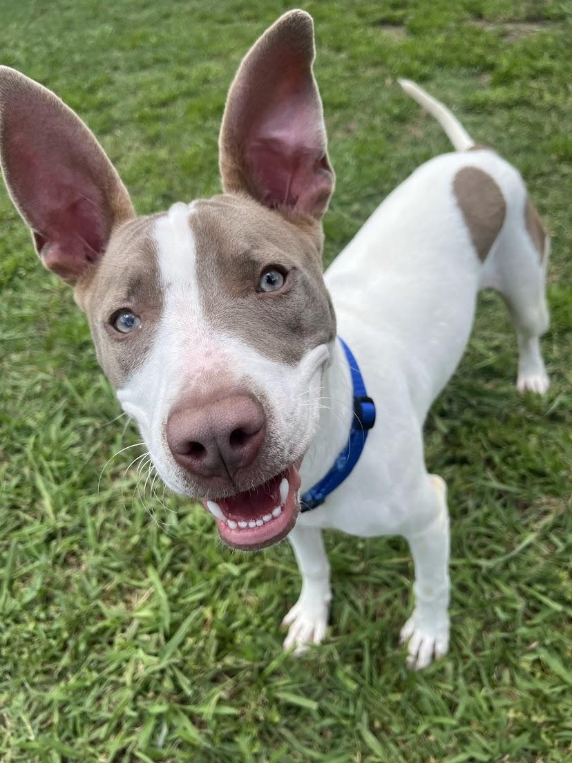 Enlarge Razor* A210987, a Adoptable Pit Bull Terrier in Plano, TX image 2/6
