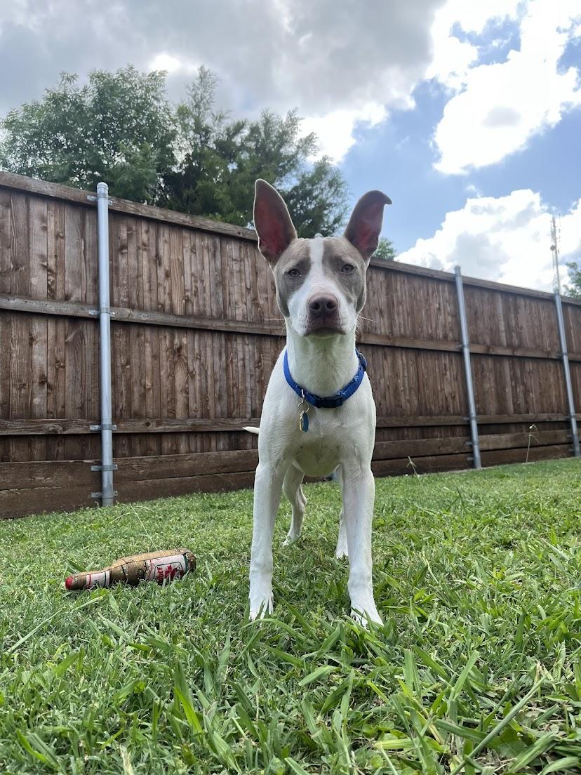 Enlarge Razor* A210987, a Adoptable Pit Bull Terrier in Plano, TX image 6/6