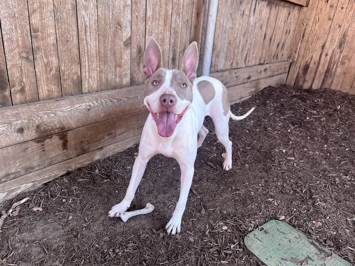 Razor* A210987, Adoptable, Young Male Pit Bull Terrier.