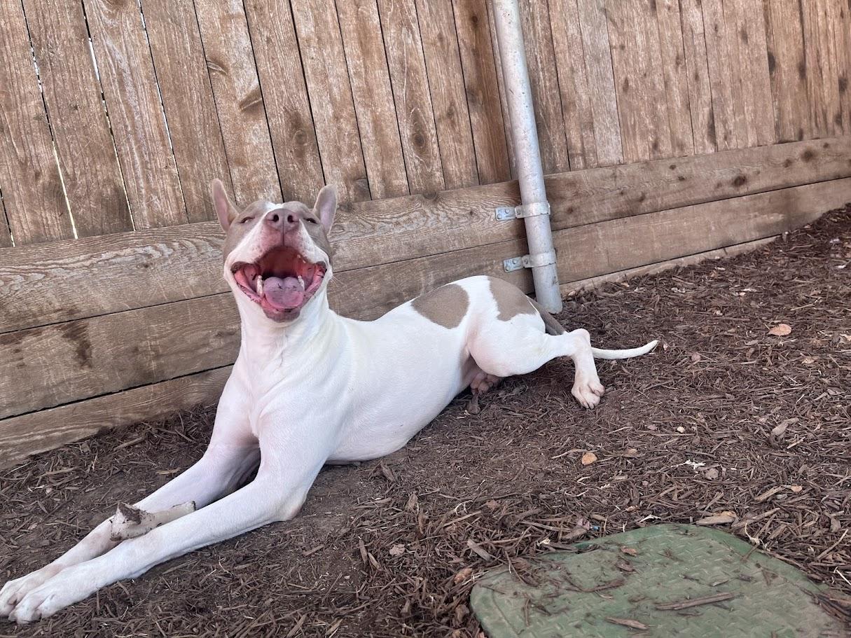 Enlarge Razor* A210987, a Adoptable mixed breed in Plano, TX image 5/6