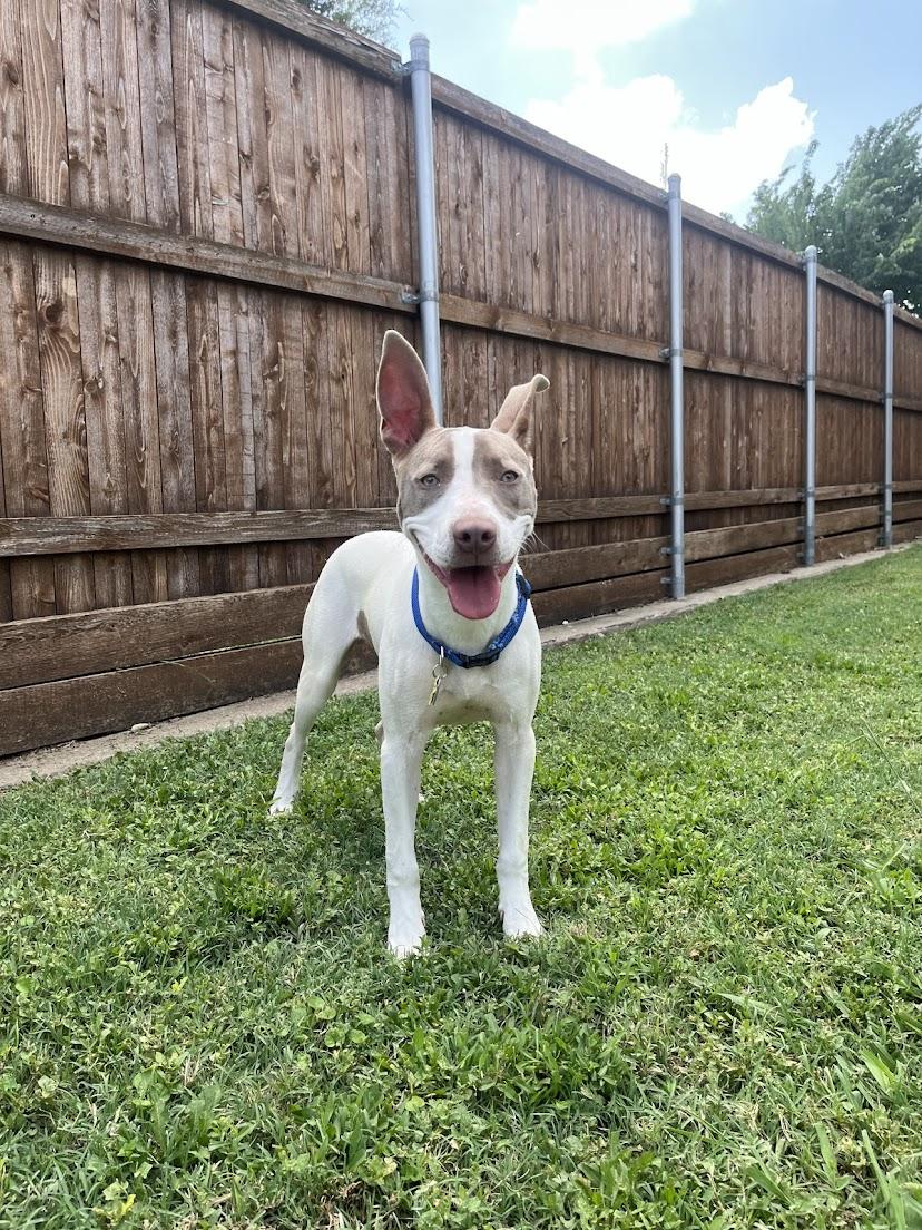 Enlarge Razor* A210987, a Adoptable Pit Bull Terrier in Plano, TX image 3/6