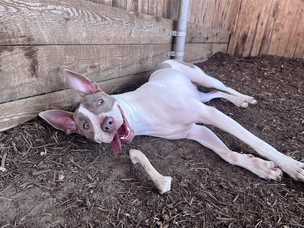 Enlarge Razor* A210987, a Adoptable mixed breed in Plano, TX image 4/6